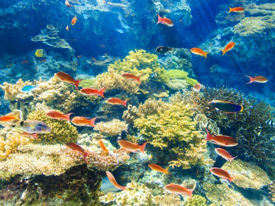 【沖縄エアポートシャトル】那覇空港＋恩納村＋沖縄美ら海水族館ほか停留所多数！1日22便運行＜Wi-Fi搭載バス＞