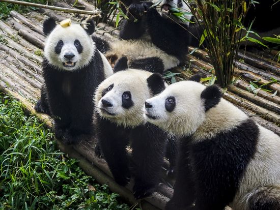 China_Chengdu_panda_base_shutterstock_604405700
