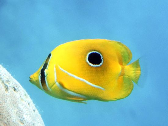 竜宮城エコシュノーケリング　選べるプラン！大評判ランチ or ドルフィンウォッチング＜送迎付き＞byフィッシュアイマリンパーク