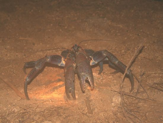 ナイトツアー　ヤシガニ探し＋星空観賞が0歳から参加可能！＜約1時間／来間島＞