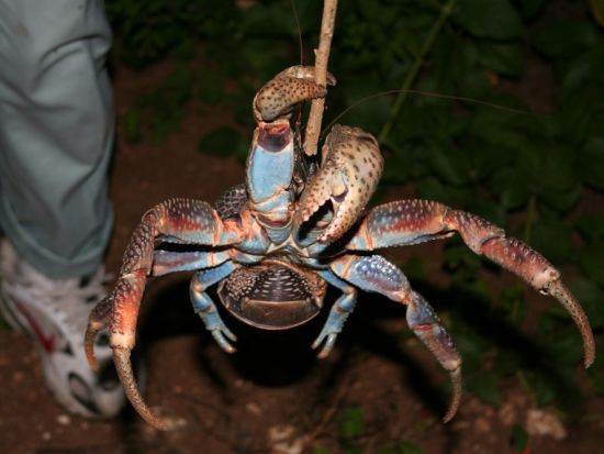 ナイトツアー　ヤシガニ探し＋星空観賞が0歳から参加可能！＜約1時間／来間島＞