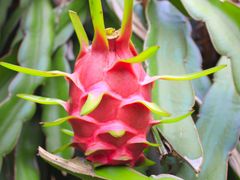 dragon fruit on a tree