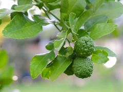 Kaffir lime