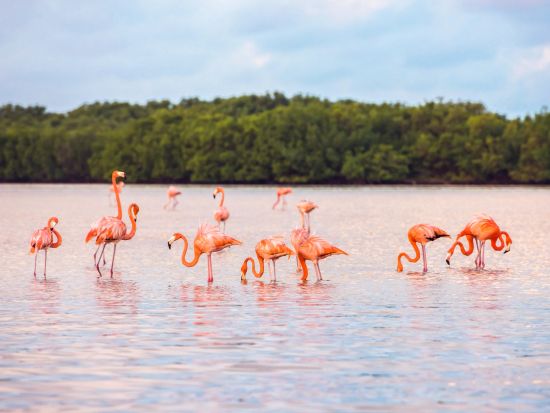 ピンクレイク観光ツアー　ジャングルツアー&天然泥パック体験付きプランあり＜スペイン語ドライバー／送迎あり／カンクン発＞