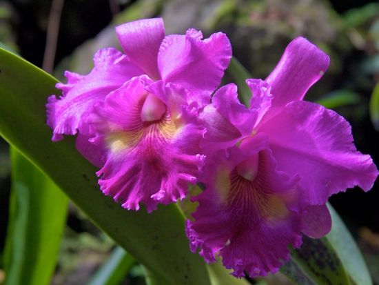 ナンディタウン観光　寺院やマーケットを効率よくめぐる半日ツアー＜貸切／英語／送迎付き＞