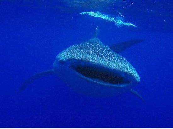 ジンベイザメ宿泊ツアー シュノーケリング＋スミロン島グランピング 星空の下のキャンプファイヤー 選べるカワサン滝キャニオニング有＜日本語可／4食付／3～9月＞