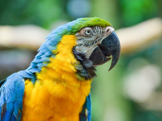 ブラジル側から望むイグアスの滝＋野鳥園 日帰りプライベートツアー＜日本語ガイド／空港送迎可／フォス・ド・イグアス発＞