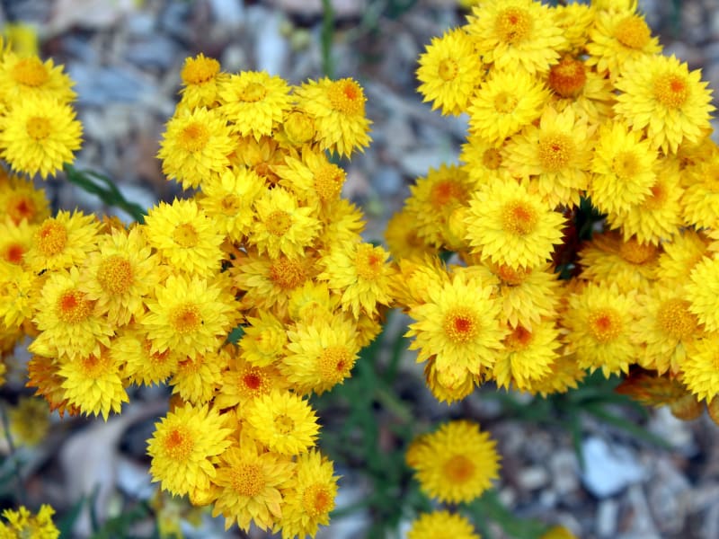 yellow wildflowers of perth western australia