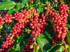 Coffee bean plantation in Dalat