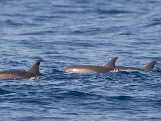 ボホール島1泊2日観光ツアー チョコレートヒルズアドベンチャーパークor1日観光+ホタル観賞+イルカウォッチイング付き充実プランも！＜日本語ガイド／セブ島発＞