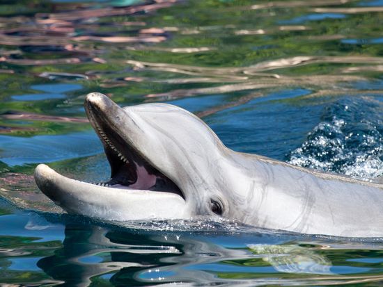 shutterstock_106034645