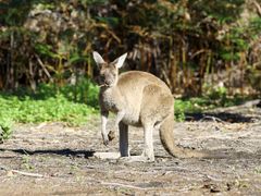 Yanchep National Park