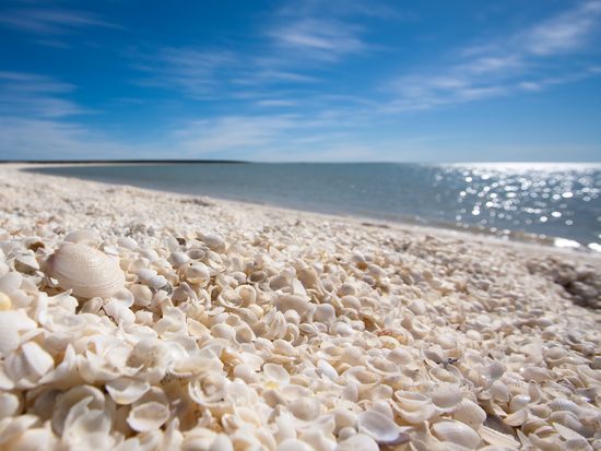 Australia_Western Australia_Denham Shell Beach_shutterstock_140879062