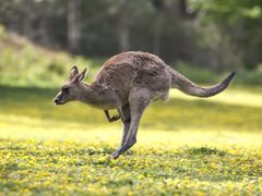 Australia_Kangaroo_shutterstock_512850679