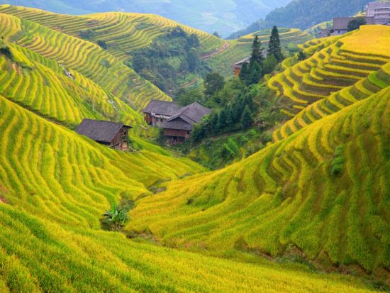 世界の棚田の冠！龍脊棚田＋ヤオ族の部落訪問付き 1日観光ツアー＜貸切チャーター／日本語ガイド／昼食付き／桂林発＞