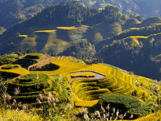 世界の棚田の冠！龍脊棚田＋ヤオ族の部落訪問付き 1日観光ツアー＜貸切チャーター／日本語ガイド／昼食付き／桂林発＞
