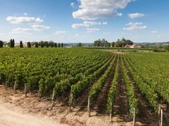 Saint-Émilion Vineyards