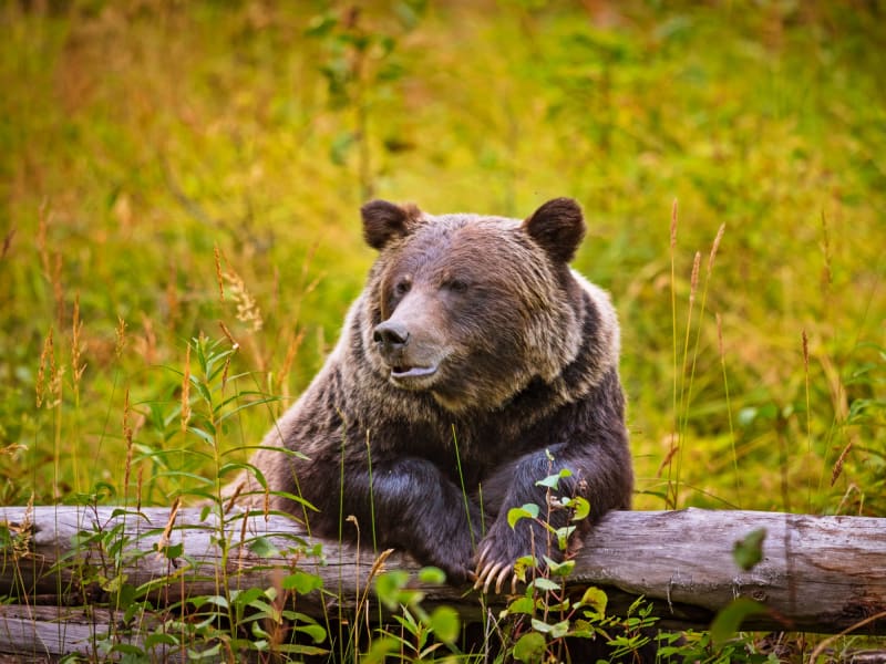 Canada_Grizzly-Bear_shutterstock_522134536