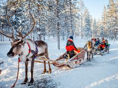 Finland_Lapland_Reindeer_Winter_Forest_shutterstock_519062437