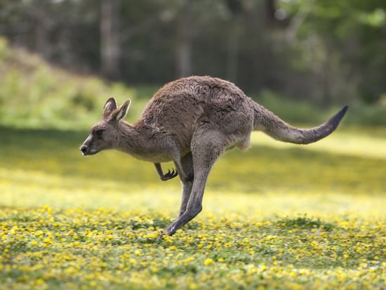 Australia_Kangaroo_shutterstock_512850679