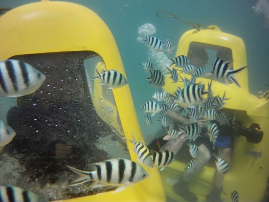 潜水スクーター 泳げなくても大丈夫！カラフルな魚に餌付けしながら海中ドライブを楽しもう＜3歳～80歳まで参加可能／名護市＞