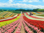 Hokkaido_Biei_Shikisai_no_Oka_Flower_Field