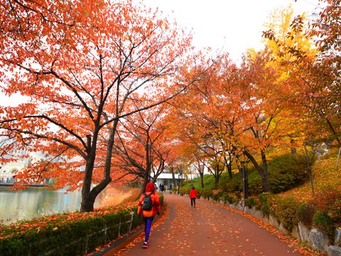 korea tours activities fun