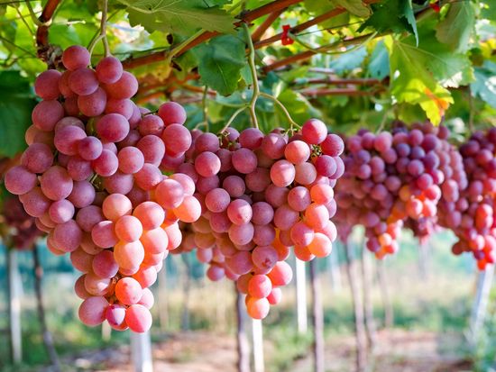 Grape picking in Ishikoen