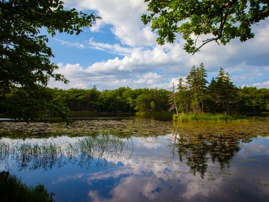 知床五湖一周ウォーキングツアー半日コース　ネイチャーガイドがご案内　小学生～参加OK＜4月20日～11月／斜里町＞by知床ネイチャーオフィス
