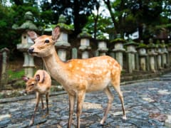 Japan_Nara_Deer_shutterstock_530957122