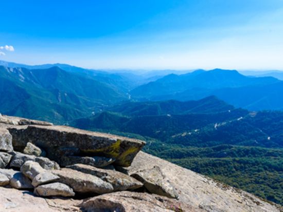 セコイア国立公園 日帰り観光ツアー　世界最大シャーマン将軍の木を見に行こう ＜日本語ガイド＞