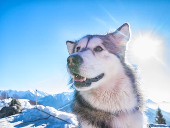 犬ぞり体験ツアー 12月 4月限定 フェアバンクス発 アラスカの観光 オプショナルツアー専門 Veltra ベルトラ