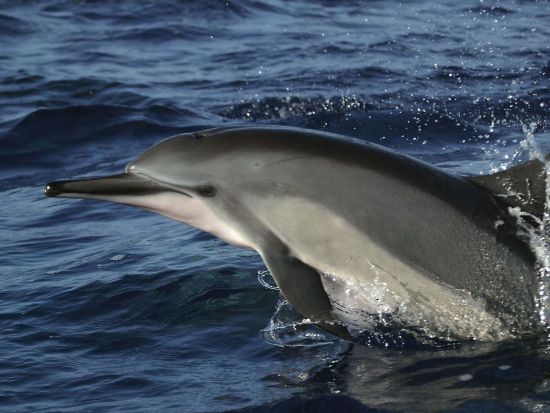 野生のイルカウォッチング＆シュノーケリングツアー ＜朝食・昼食付き＞