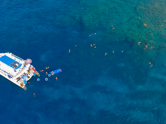 野生のイルカウォッチング＆シュノーケリングツアー ＜朝食・昼食付き＞