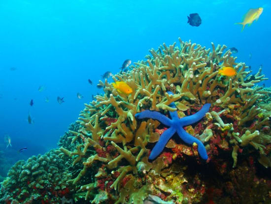 Palau_snorkeling_123RF_83017423