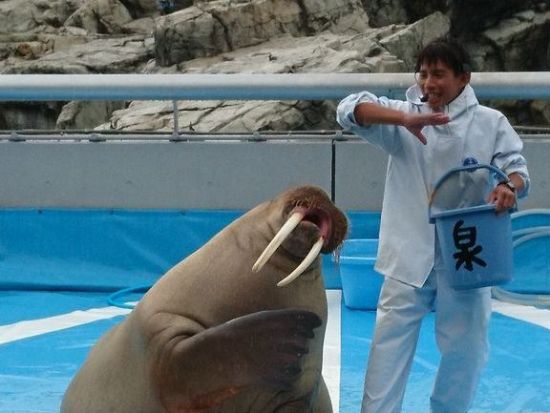 別府市内発着貸切観光タクシー　2～3時間プラン　迫力満点！サルで有名な高崎山＆セイウチのショーが人気のうみたまごめぐり＜最大9名乗車可＞by トラベルネット