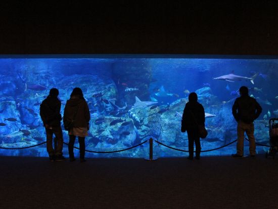 別府市内発着貸切観光タクシー　2～3時間プラン　迫力満点！サルで有名な高崎山＆セイウチのショーが人気のうみたまごめぐり＜最大9名乗車可＞by トラベルネット