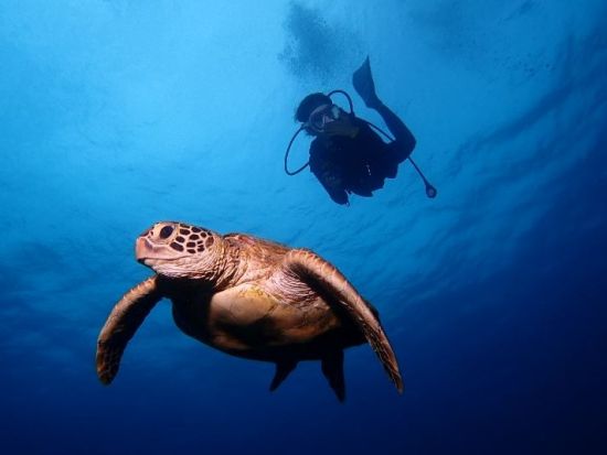 慶良間ファンダイビング　1ガイドにつき4名までの少人数制だから安心のサポート　高画質の水中写真無料＜半日・1日／2～3ダイブ／空港・那覇市内送迎無料＞