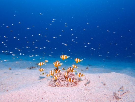 慶良間ファンダイビング　1ガイドにつき4名までの少人数制だから安心のサポート　高画質の水中写真無料＜半日・1日／2～3ダイブ／空港・那覇市内送迎無料＞