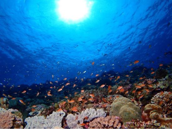 慶良間ファンダイビング　1ガイドにつき4名までの少人数制だから安心のサポート　高画質の水中写真無料＜半日・1日／2～3ダイブ／空港・那覇市内送迎無料＞