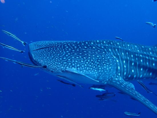 ファンダイビング モアルボアル全域 イワシ玉ポイント・ペスカドール島など＜ボート／2～4ダイブ＞by エメラルドグリーン モアルボアル支店