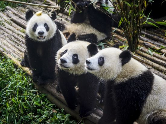 可愛いパンダに世界遺産！成都満喫1日ツアー 成都パンダ基地＋楽山大仏 ＜英語ガイド＞