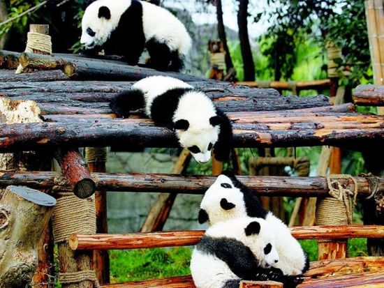 可愛いパンダに世界遺産！成都満喫1日ツアー 成都パンダ基地＋楽山大仏 ＜英語ガイド＞