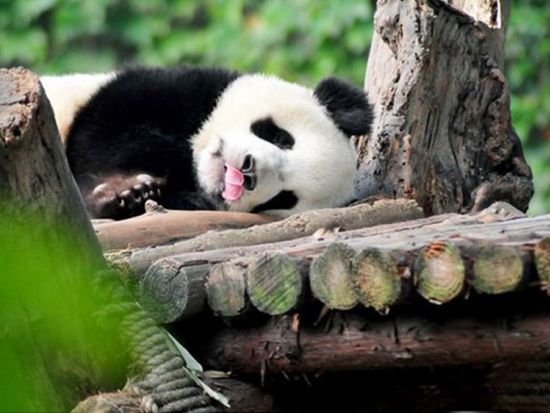 【貸切チャーター】成都 1日観光ツアー！成都パンダ繁殖基地＋三国志ゆかりの武侯祠＋錦里散策＋杜甫草堂＜日本語ガイド／昼食付き／成都発＞