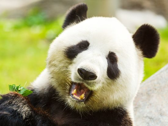 China_Chengdu_Panda_shutterstock_293275145