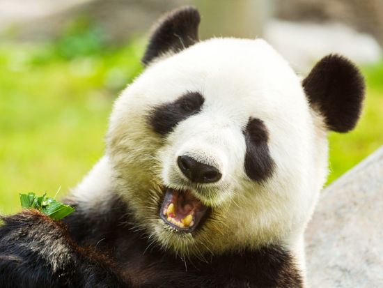 【貸切チャーター】成都 1日観光ツアー！成都パンダ繁殖基地＋三国志ゆかりの武侯祠＋錦里散策＋杜甫草堂＜日本語ガイド／昼食付き／成都発＞