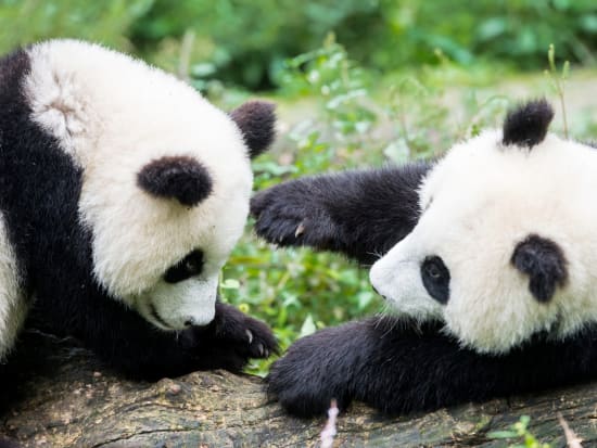China_Sichuan_Bifengxia_Nature_Reserve_Panda_shutterstock_245393773