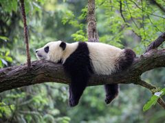 China_Sichuan_Bifengxia_Nature_Reserve_Panda_shutterstock_688280269