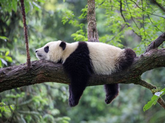 【貸切チャーター】雅安 日帰り観光ツアー 碧峰峡パンダ研究センターと上里古鎮散策＜日本語ガイド／昼食付き／成都発＞