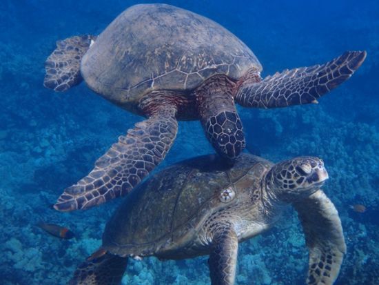 SUPヨガ　海に浮かびながらの新感覚リラクゼーション ＜日本語インストラクター／アラモアナ・ビーチパーク＞by カパリリハワイ